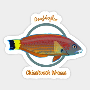 Chiseltooth Wrasse Sticker